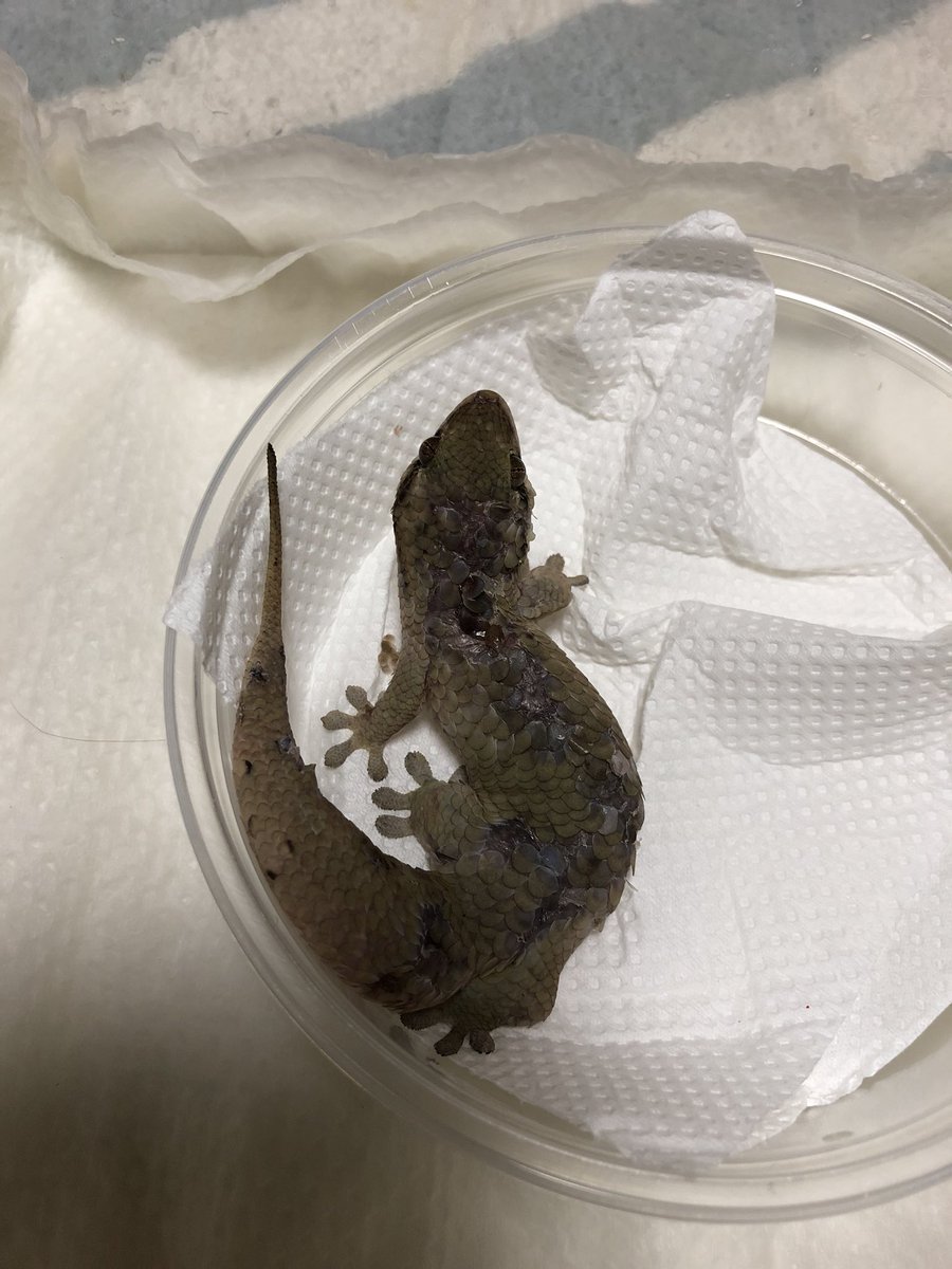 肉球和哲 ハチクラさんで諦めていたオオバクチヤモリをお迎えしました レオパは某昆チューバーさんの誕プレに あ インディスの次の週末関西に行きます 笑 爬虫類倶楽部 レオパ オオバクチヤモリ