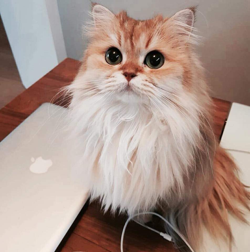 AngelusMortis3's tweet photo. Пост с котиками. Потому что котики - это то, что нужно сегодня. https://t.co/tlr1mYLiu1