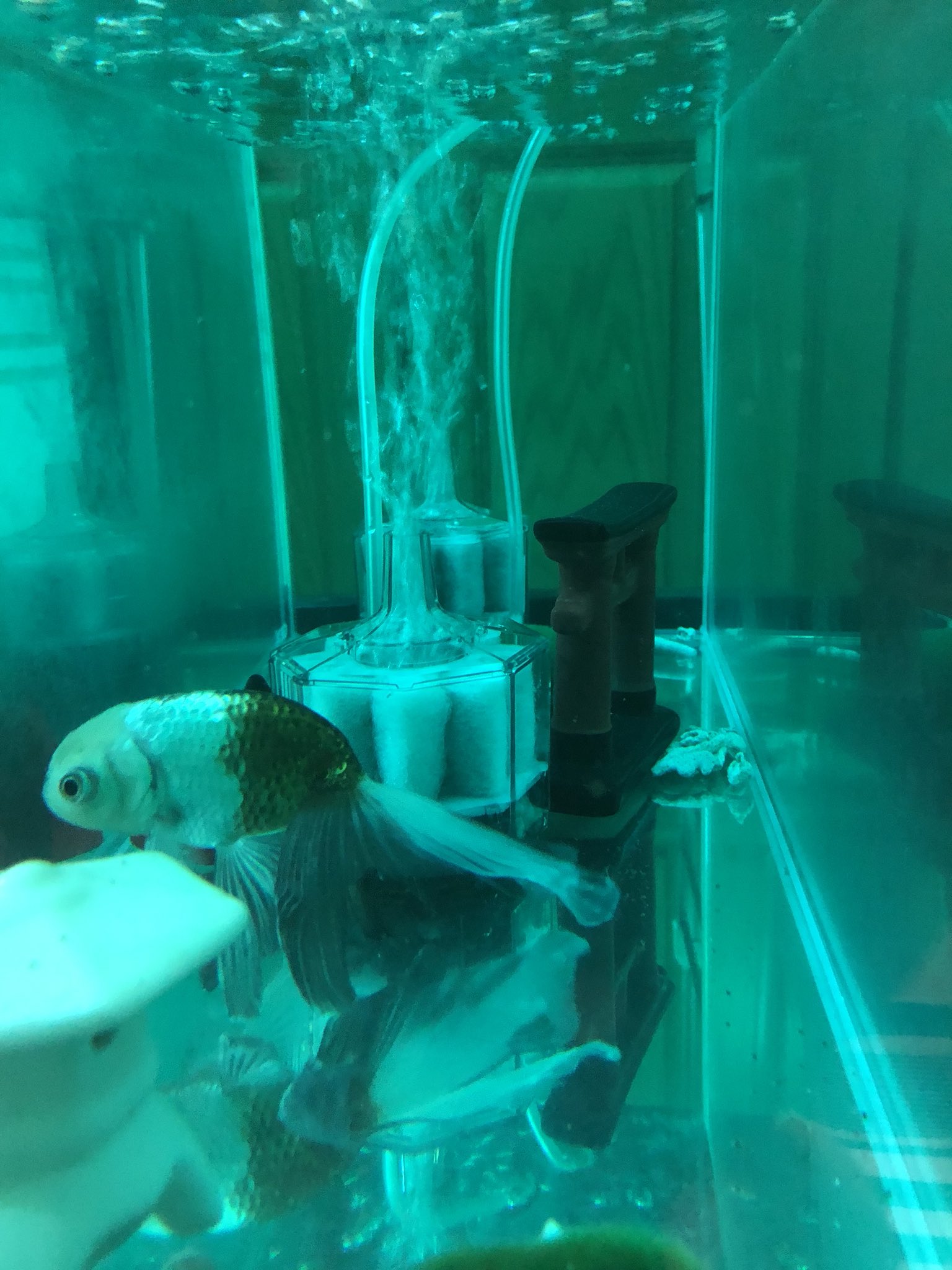 葛の葉 羽衣秋錦 尾腐れ病 グリーンfリキッド 金魚 私の金魚飼育ライフは 尾腐れ病との戦いですの 金魚 を飼うのは結構難しいものです 今は 羽衣秋錦さんと丹頂さんを 砂利なしで飼っています 薬浴には 投げ込み式濾過器 活性炭カートリッジ抜き