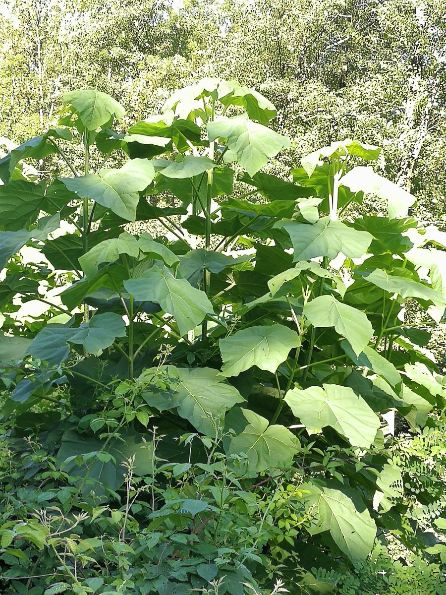 EU_Aliens's tweet photo. #Paulowniatomentosa #PrincessTree, fast growing #invasivealienspecies, introduced as #ornamental & 4 #biomass production, infesting woodlands in #Varese valleys https://t.co/oKQBKyaCUK