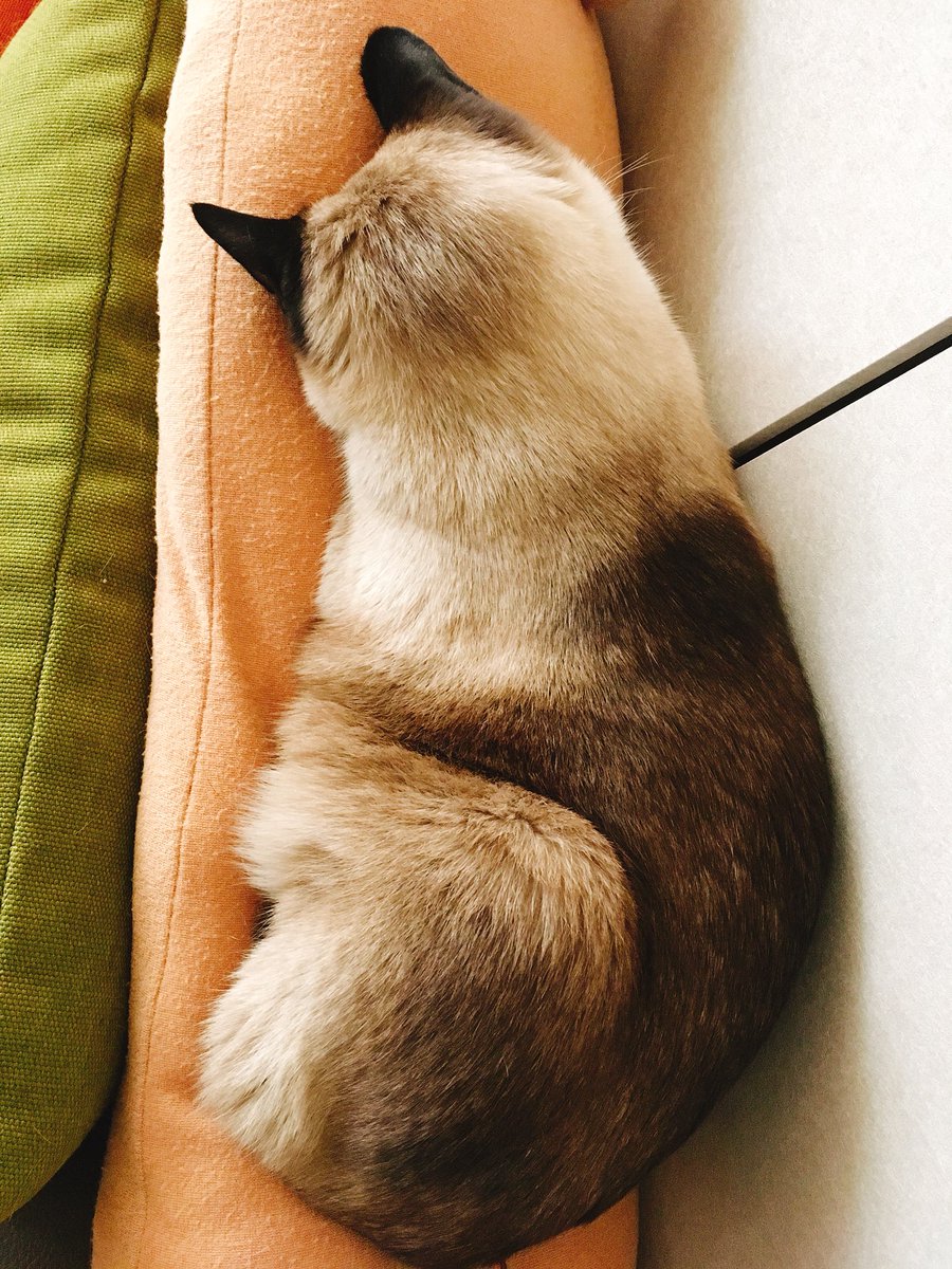 ramgaa's tweet photo. 다복이 또 이러구잔다...커여워....... https://t.co/oXZUjQ8PPk