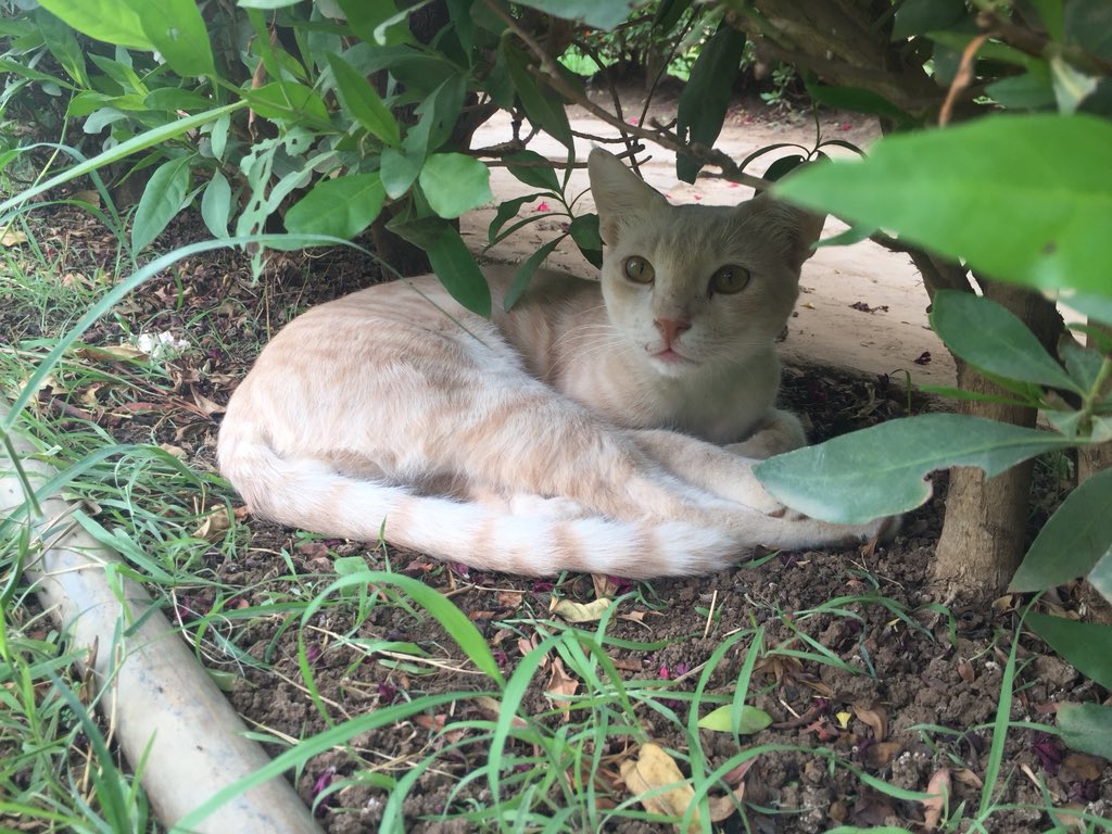 TA_RO20's tweet photo. エチオピア大使館の猫 https://t.co/oRD4w8tv35