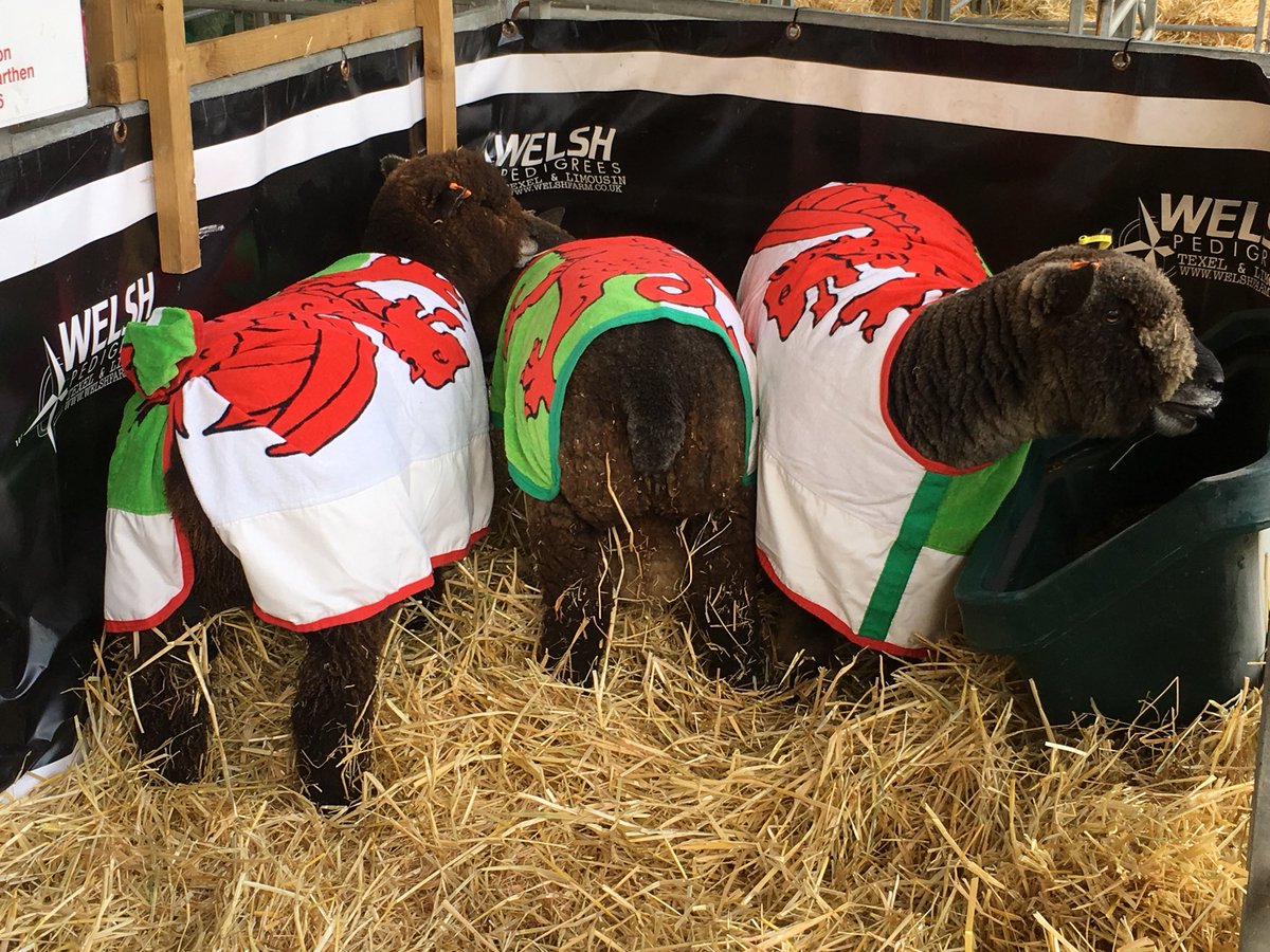 BBCRadioWales's tweet photo. Baaa re Da! https://t.co/Nzj9diQyxr