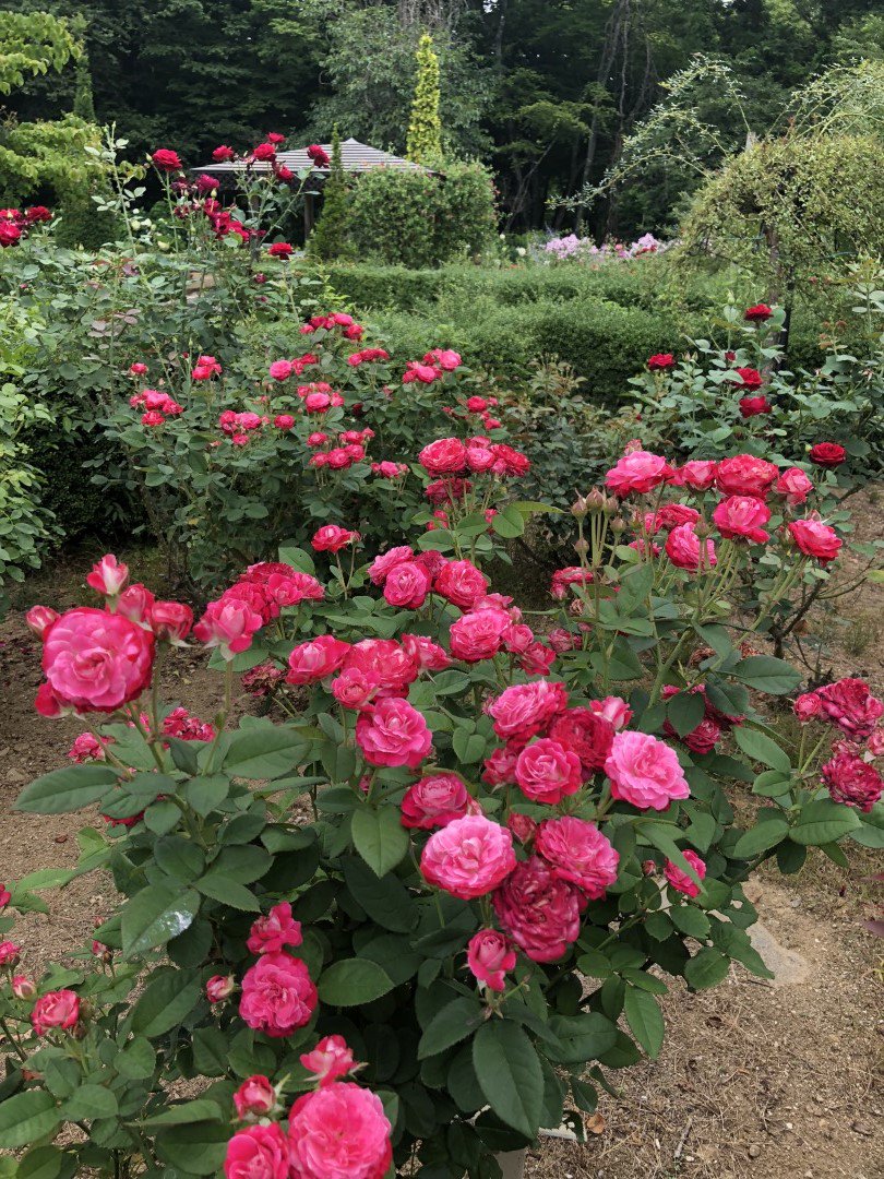 四季の里では四季咲きバラの2番花が咲いております 花の大きさは春の1番花の比べ小さいですが 虫や病気に負けずに咲いてくれ Twitter 四季の里 18 07 22 福島市の公園 四季の里