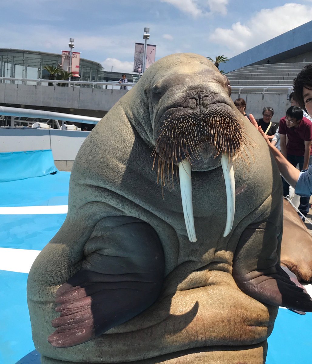ふうふう على تويتر 泉ちゃんとツーショットで撮ってもらいました 私にとって大切な1枚 泉ちゃん大好き1806 Walrus セイウチ 大分 うみたまご 泉ちゃん ふうふう على تويتر 泉ちゃんとツーショットで撮ってもらいました 私にとって大切な1枚 泉ちゃん大好き1806 Walrus セイウチ 大分 うみたまご 泉ちゃん