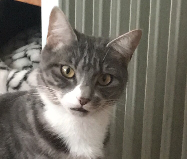 persehphone3's tweet photo. this face that my cat made is very relatable https://t.co/6j7XLV53J3