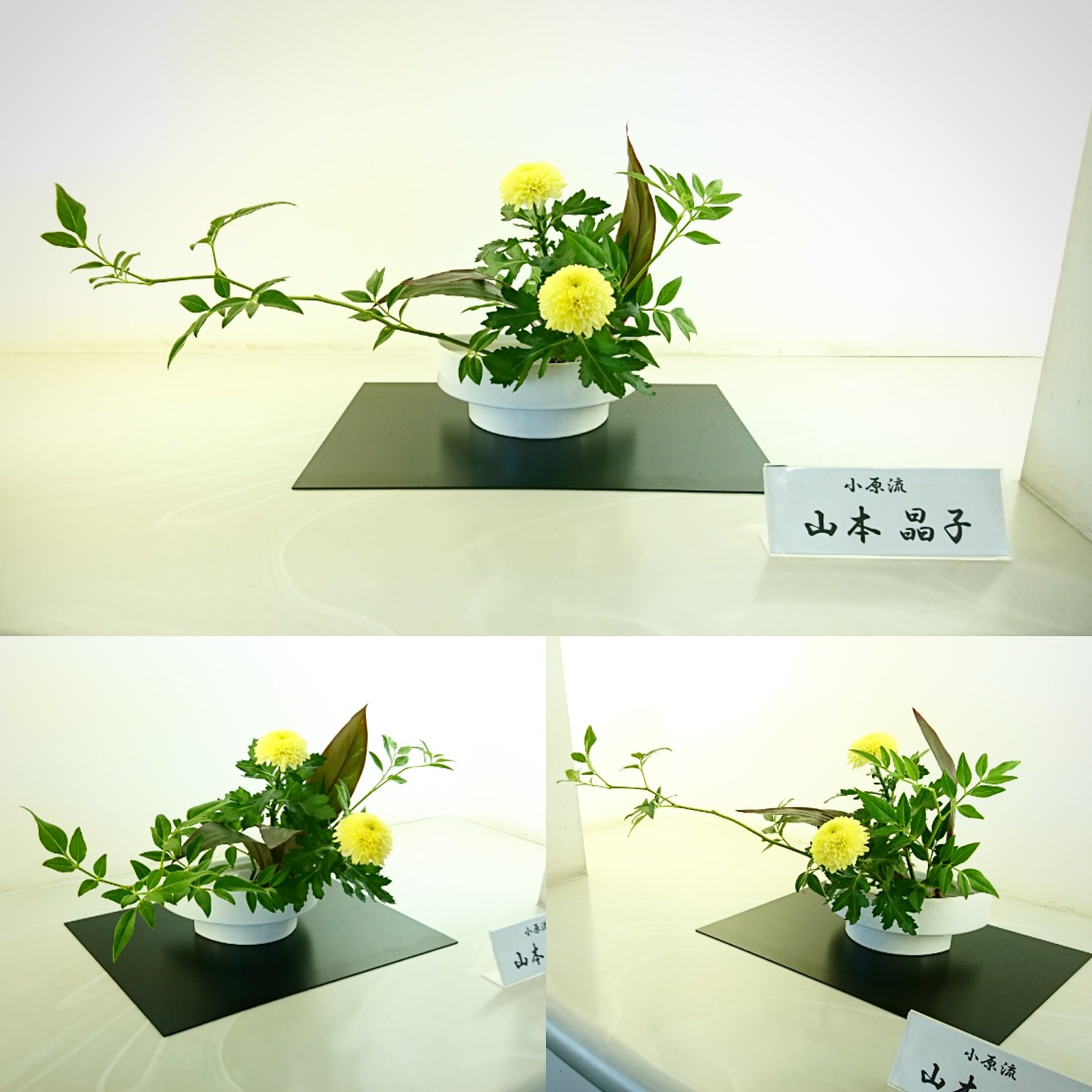 Toyokawa Libgeo 豊川市中央図書館２階通路のお花 小原流 が いけ替わりました 今回の花材は 緑の葉が そけい 黄色い花がピンポン マム そして赤緑の葉がドラセナです T Co Zpewi4qsoc 豊川市 図書館 Library いけばな いけ花 そ