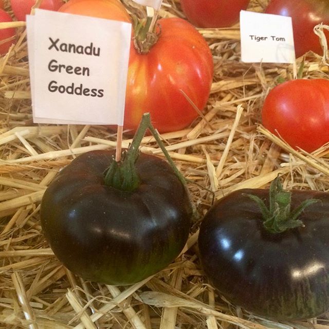 DoigtsFleuris's tweet photo. Variété apparue en 2014, dans le jardin de Tricia Rosamilia, Pennsylvanie, USA. Croisement accidentel qui pourrait impliquer"Surpriz" et une variété "antho" non identifiée. Semblerait stable. Fruit à l’ Épiderme vert jaunâtre zébré de vert plus foncé, ép… https://t.co/GKkp5LZOP8 https://t.co/Pa1WbGhrzt