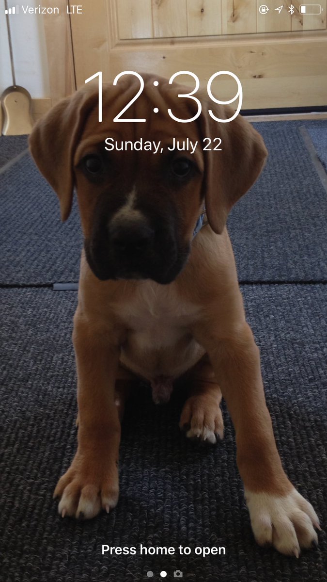 tayler_odea's tweet photo. So if your having a rough day, bad day or maybe even a good day... putting your lil guy on the back of your everyday phone makes those moments just melt away. #ultimatelifehack https://t.co/WDPEPuzcj0