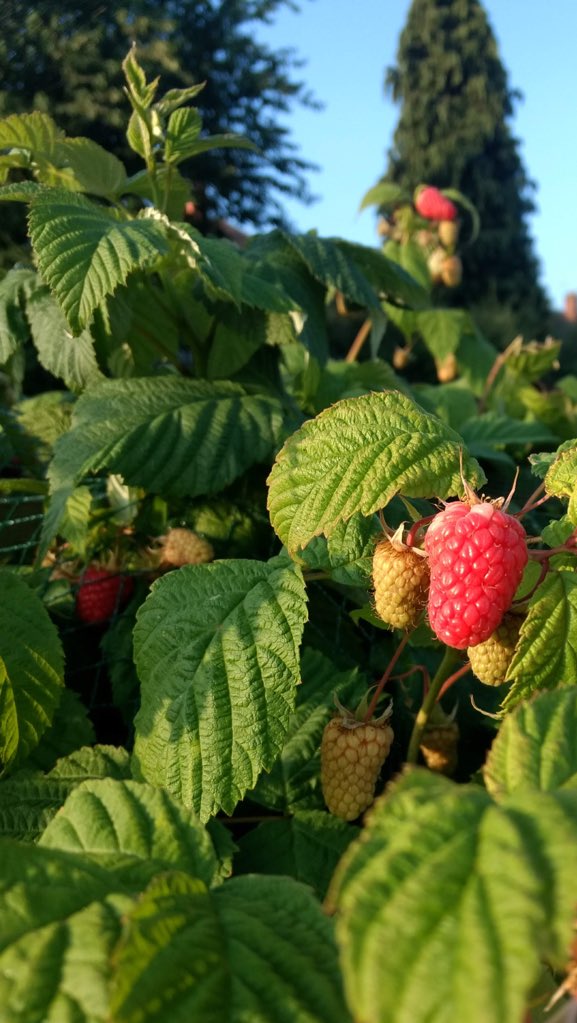 alfiescruff's tweet image. Back down the lotty this morning with a little @maryannehobbs....no end to the #raspberry festival .....#sebastionanddaniel 👌 delicate and delicious...very apt!