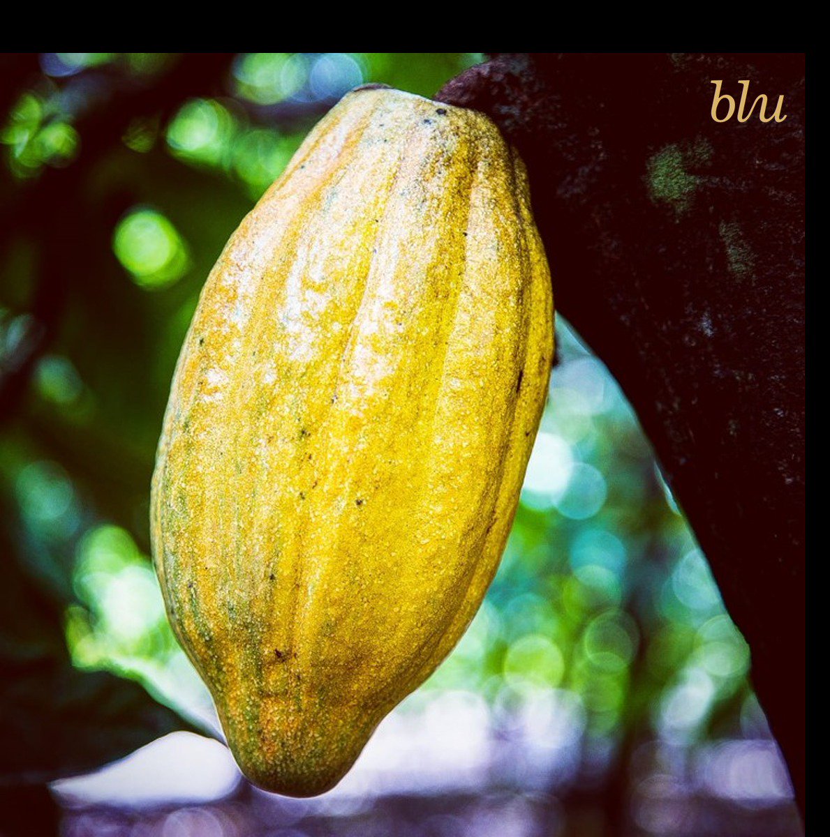 Blu_Chocolate's tweet image. #FunFacts The tropical Cacao trees make viable cacao beans for just 25 years of their lifespan.