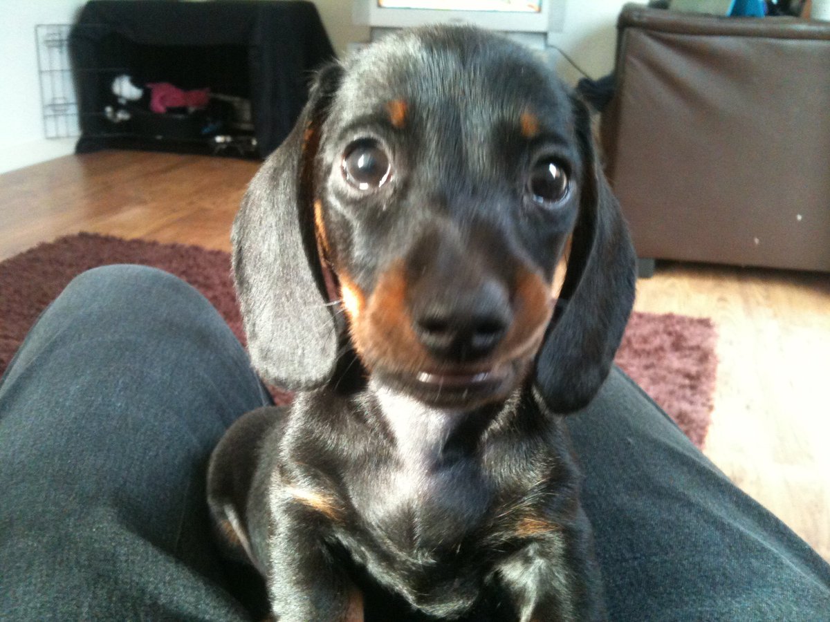 Happy Gotcha Day to Milo! Wow is it really three years since this beautiful boy rolled into our lives &amp; turned it upside down (in a good way) 😊 love him lots 💙💙💙