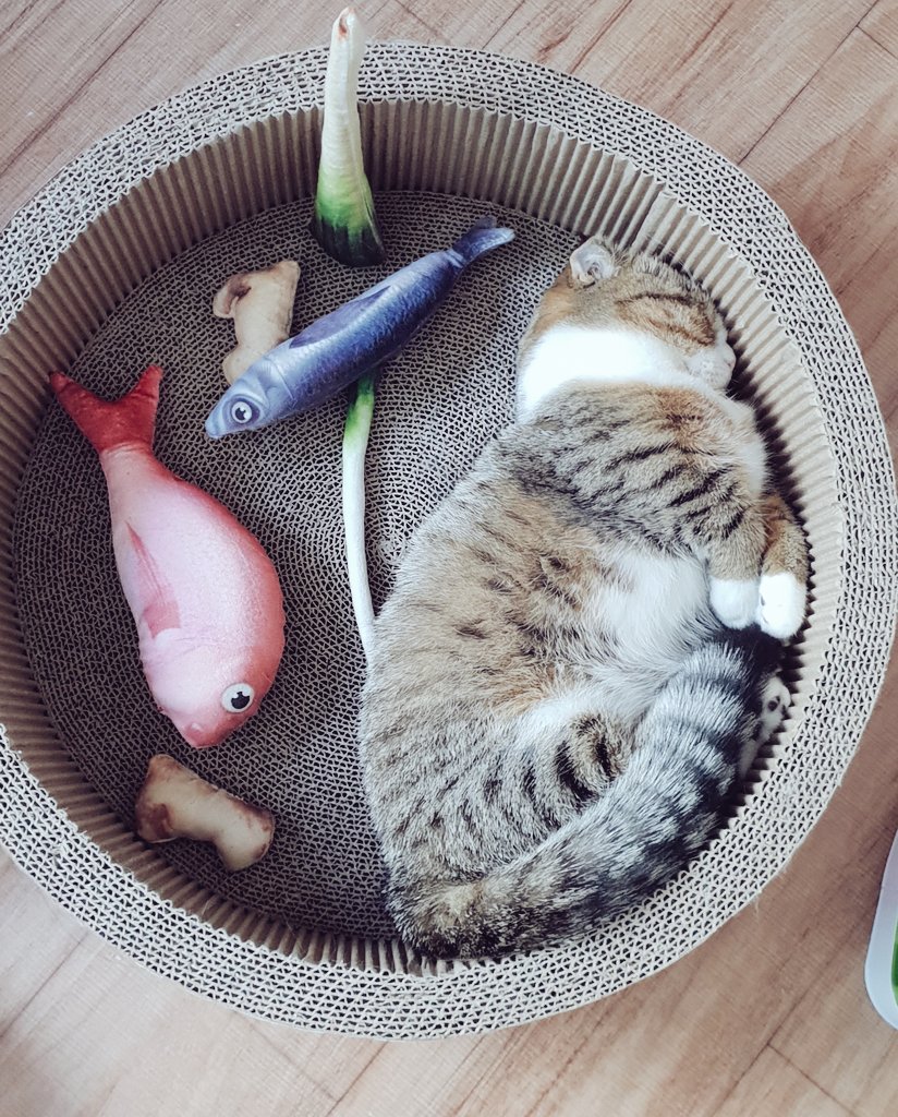 Banji_Cats's tweet photo. 뭐지 이 세트는...? 왜 저기 다 들어가 있는거지 ㅋㅋㅋㅋㅋㅋ 꼬꼬 포즈는 왜 저렇지 ㅋㅋㅋㅋㅋㅋ
 반반세트인가 https://t.co/IHc5hqHKWT
