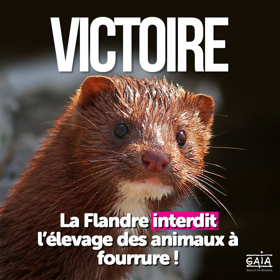 GAIABrussels's tweet photo. VICTOIRE #1 EN FLANDRE !
La fin des élevages à fourrure en Flandre (et donc dans toute la Belgique) sera bientôt une réalité ! Tous les détails sur cette mesure historique : https://t.co/oku69Kzwbx https://t.co/OeNJ3EhKYV