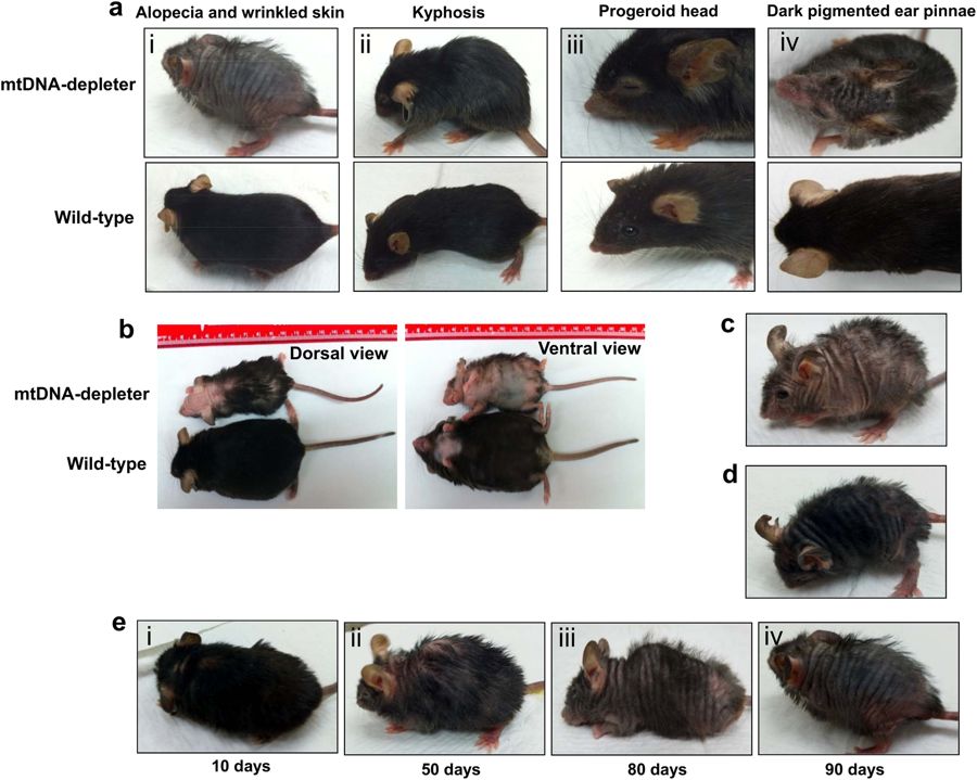 Scientists reverse aging-associated skin wrinkles and hair loss in a mouse model, by turning off the gene responsible for mitochondrial dysfunction that drives age-related diseases. nature.com/articles/s4141…