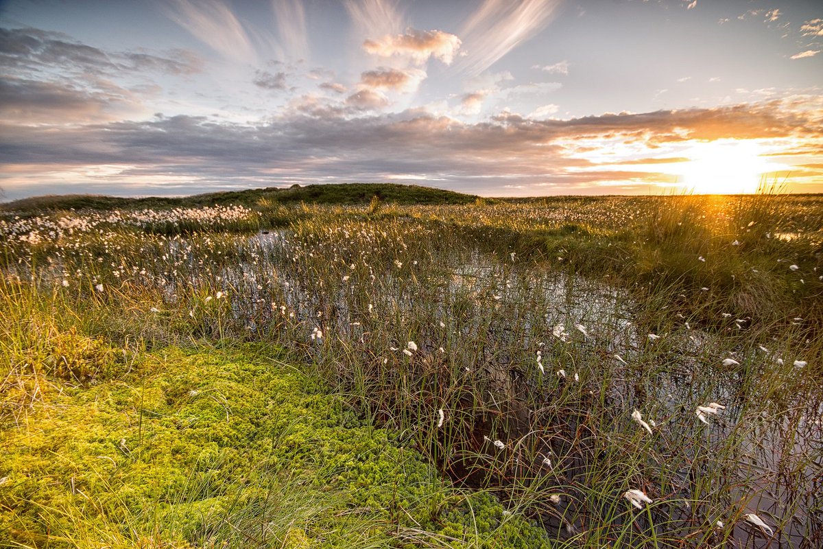 DefraGovUK's tweet photo. It’s #WorldBogDay! We’ve committed £10m for #peatlands restoration work to four partnerships: @YorksWildlife @SouthWestWater @ShropsWildlife and @PeakDistrict. This work will help the UK store #carbon and contribute to our #ClimateChange targets. https://t.co/VIMCmzueBZ https://t.co/xxhw3vWzvJ