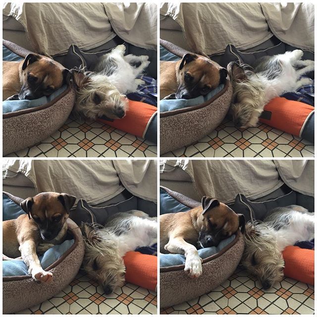 dogjournals's tweet photo. Reggie & Gatti #bedswap! #lazydogs #Reggie_sht #Gatti_sht #bedswapping #jugdog #tireddogs #lazydog #tireddog #weekend #weekendvibes #weloveweekendsReggie & Gatti #bedswap! #lazydogs #Reggie_sht #Gatti_sht #bedswapping #jugdog #tireddogs #lazydog #tireddog #weekend #weekendvi… https://t.co/Me3ORbA4Cx