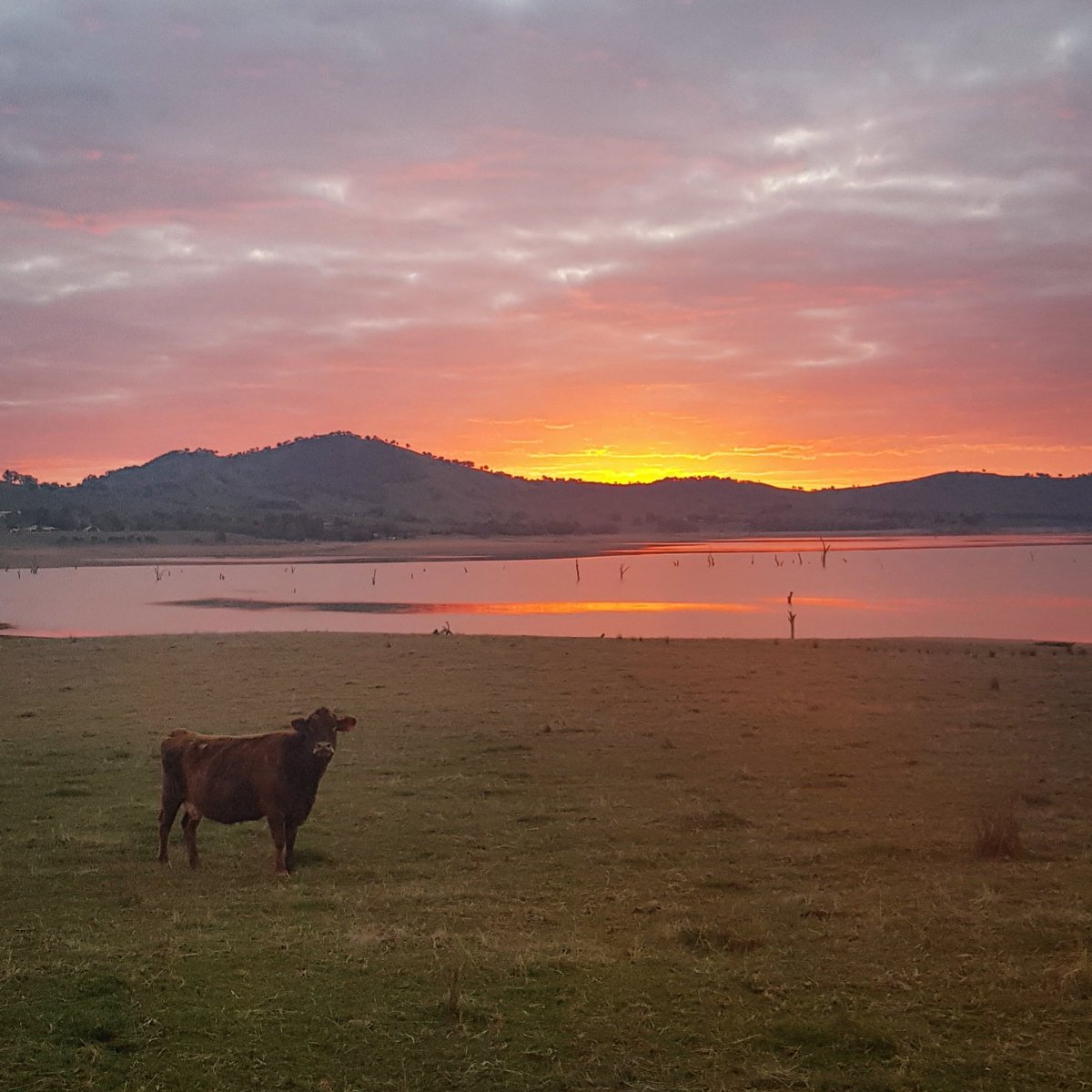 cameron_bolton's tweet photo. Rule no. 1 - Always jump fences for a sunset.
#lookthatway #sillycow https://t.co/L9pyH5XnPT