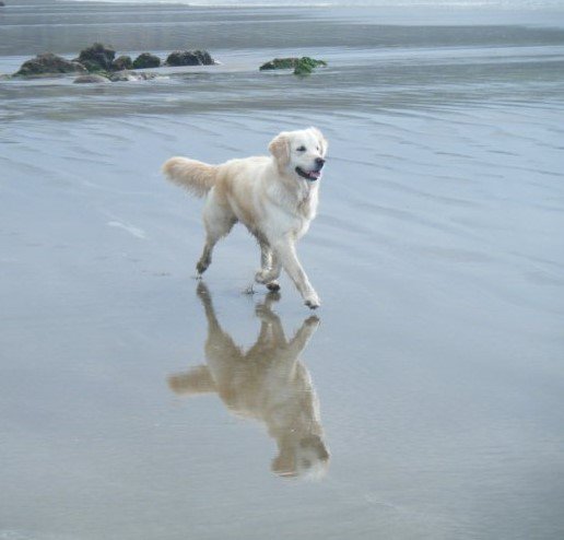 mymoderndog's tweet photo. Is your dog a mo-bot or a sofa-slug?  A UK dog scientist needs your help with an online survey to investigate activity levels in #dogs Please help if you can and spread the word by RT. More information here: https://t.co/cADYGsPv55 https://t.co/42DuLZd4LQ