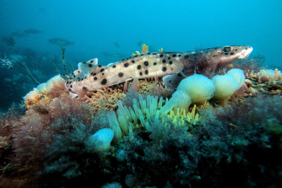 SerialDiver's tweet image. Vi ci siete mai immersi? No? Che aspettate? -CON VIDEO
link ---&amp;gt;
serialdiver.com/blog/alla-scop…

#serialdiver #tegnue #chioggia #biology #diving
