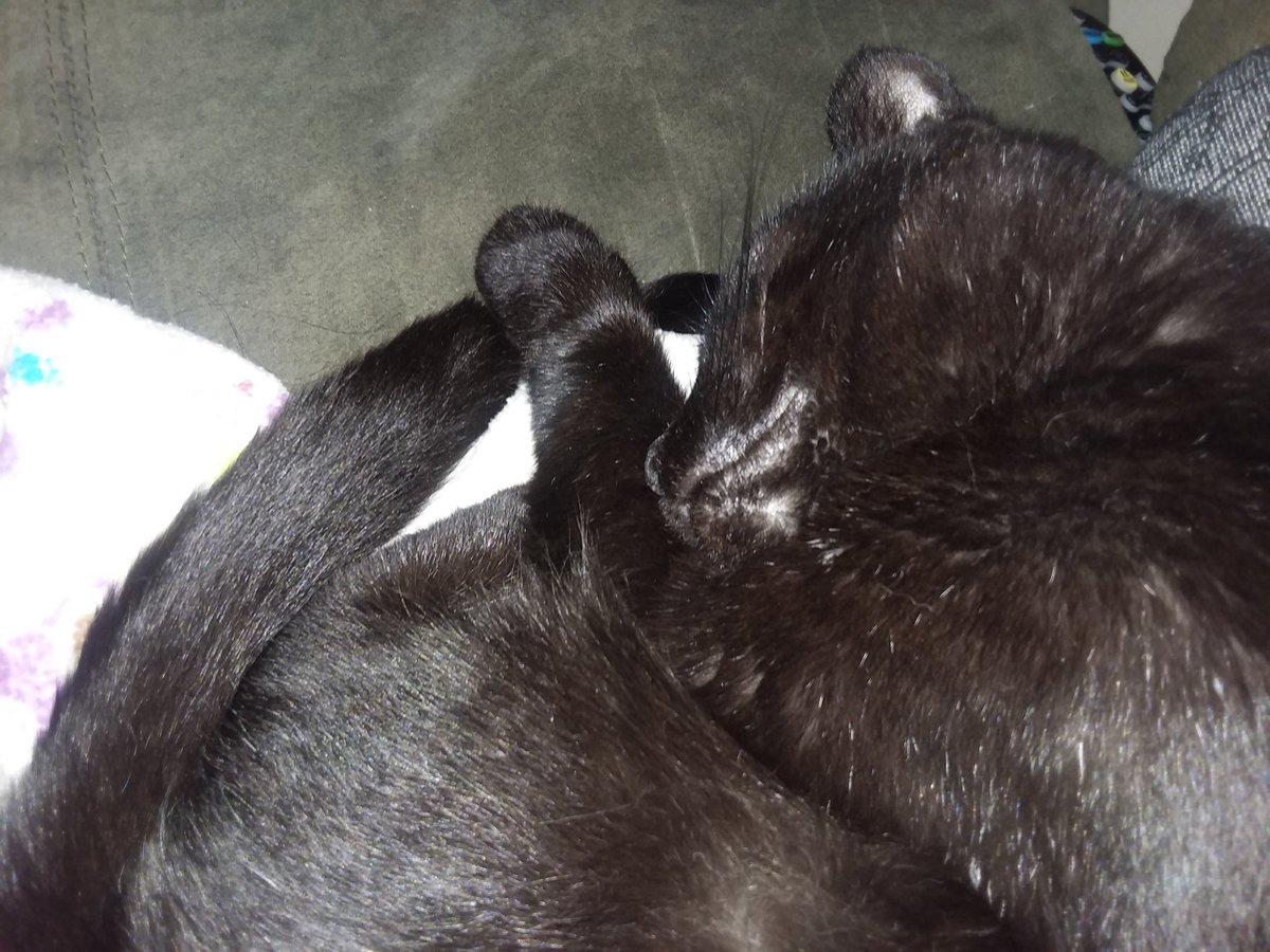 MarshaSue6's tweet photo. @PutinDaGreat1 My bestest most cuddly sleeping partner Charlie.. always by me.. my soulmate. Also not a crybaby! Just a little bitchy in her old age 😼 https://t.co/wPTpcEfcqa