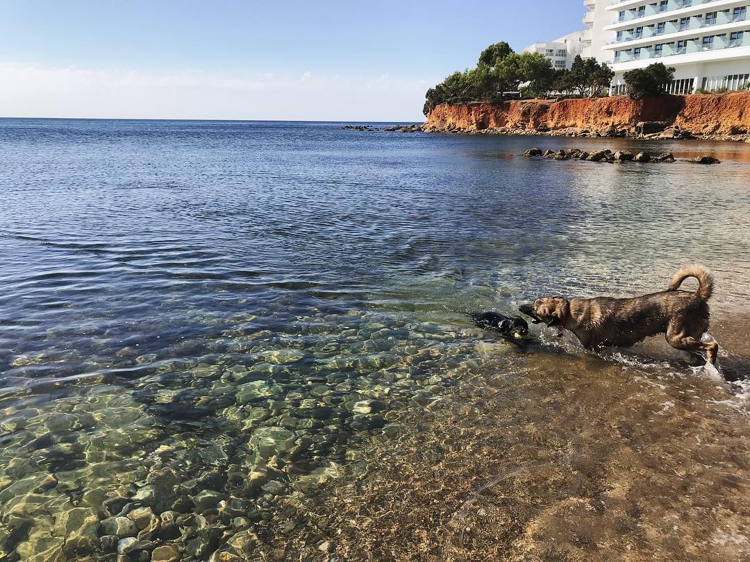 MyDreamcatcher6's tweet photo. My kind of morning 🏖👌🐕❤️ #sea #ibiza #summer2018 #summervibes #islandlife #dogbeach #rescuedogs #adoptdontshop #hoursoffun #dogmom #myfamily #doglady #dougle #lilly #rescuedogs #my__dreamcatcher #blogger #ibizavilla https://t.co/OLxHNd07uh