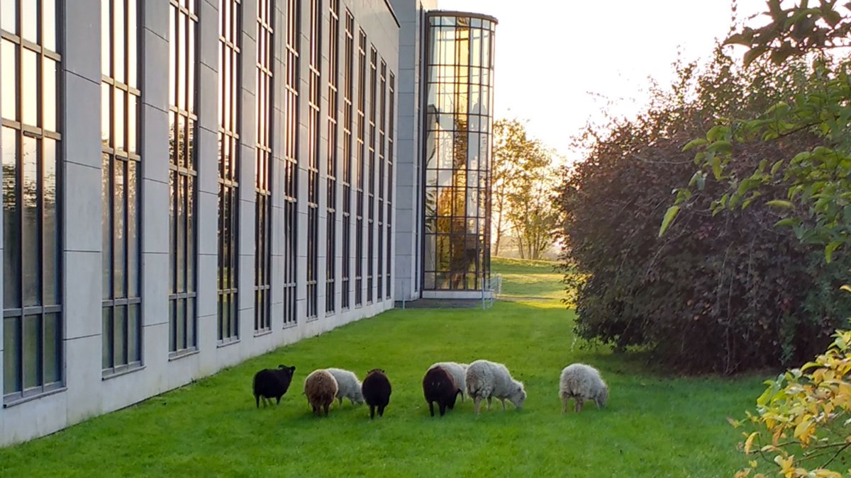 wydden_'s tweet photo. 🐑GreenSheep, la #startup qui remplace les tondeuses par des moutons ! https://t.co/wU7D15W0Uh https://t.co/SzyS7pUlMr