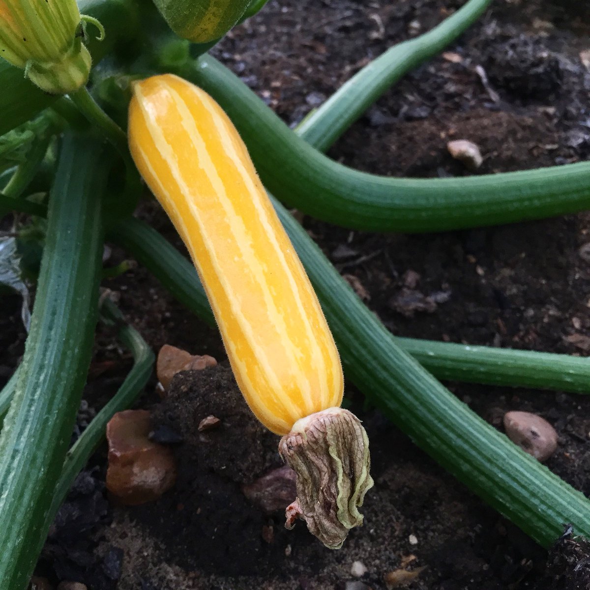 LifeatNo27's tweet photo. 👀🤩 LOOK! My first @groseeds Sunstripe courgette is nearly ready!!💃🏼💚🙌🏻🎉 I have been feeling a bit bad still having to buy supermarket veg as I, well I think a lot of us are so behind this year but it looks like the end is in sight &amp; pure allotment veg may be here soon! 😀 https://t.co/xSDylnEyow