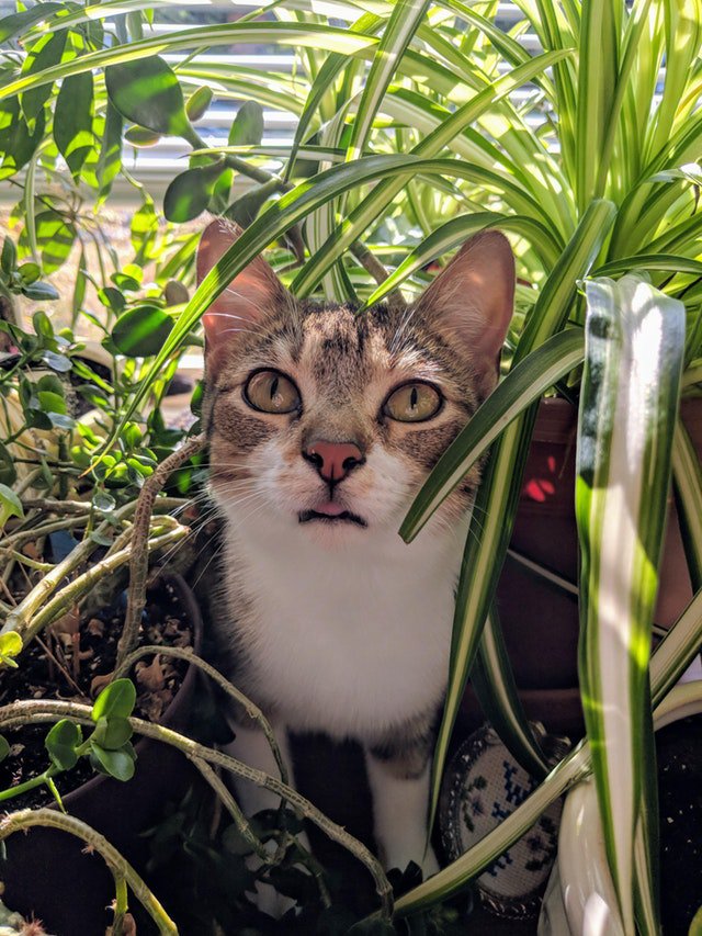 catloversfest's tweet image. Wish your Cat spoke English?
Come to the Royal Canin stage at 12:15pm at the Cat Lovers Show to hear from  Rose Horton about "Cat Communication: how to speak cat"
#catlanguage #meow