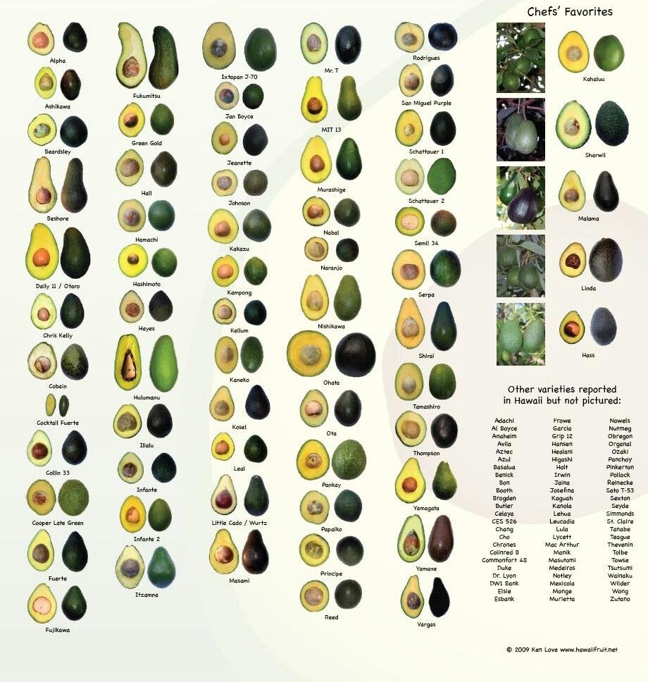 EmbaMexIrn's tweet photo. ¿#sabiasque el aguacate 🥑 es una fruta originaria de México y existen más de 400 variedades de aguacate en el mundo.  Su nombre original en lengua Náhuatl es ahuacatl .
@AMEXCID  @ProMexico  @ASERCA_mx @SAGARPA_mx
#ConoceMás: https://t.co/2iJkyWthSC https://t.co/7xoCtt7XEQ