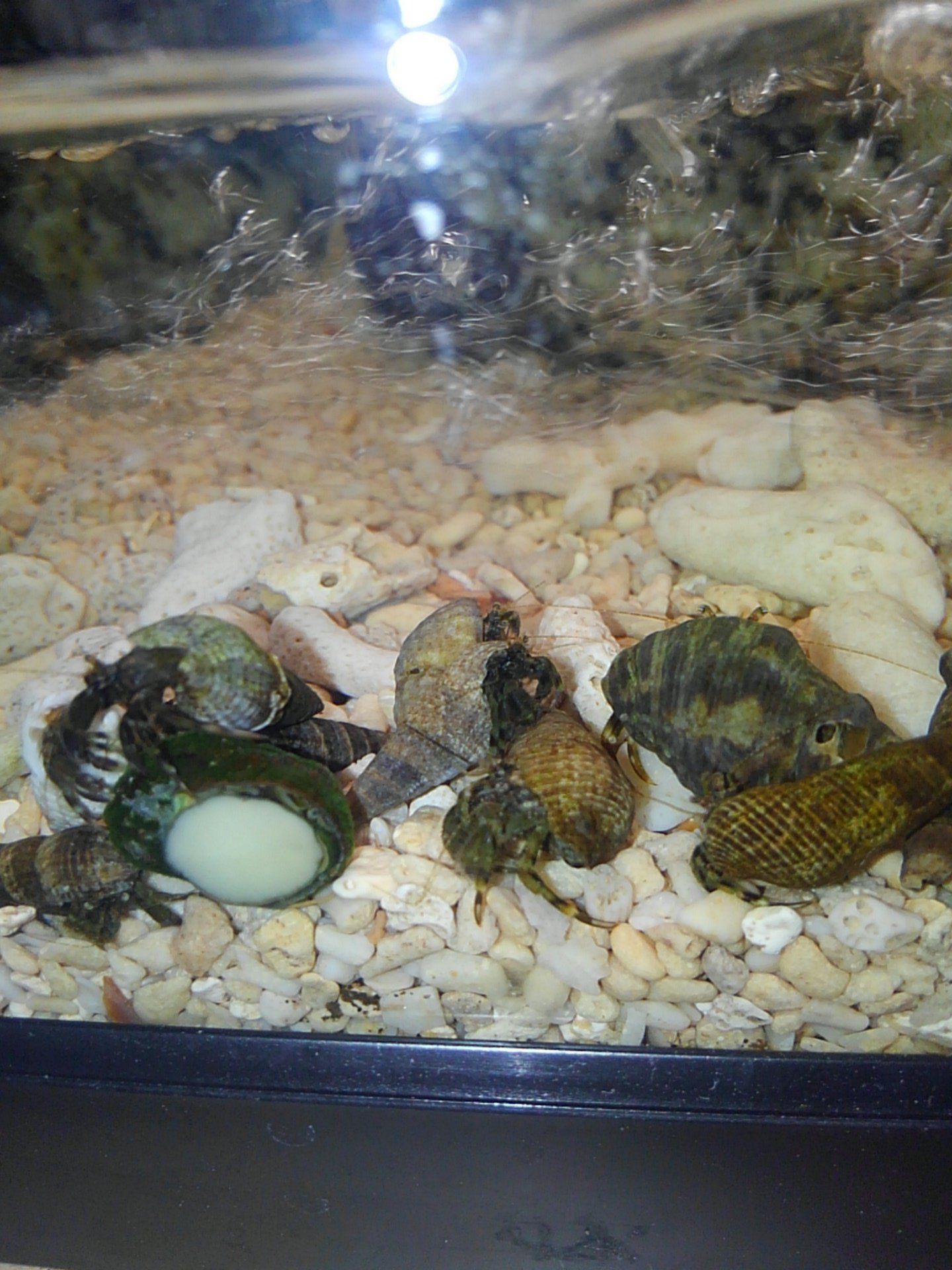けんいち ペット Twitterissa 竹島に行ってホンヤドカリを取ってきた 赤ちゃんヤドカリがたくさん ゞ けんいち ペット Twitterissa 竹島に行ってホンヤドカリを取ってきた 赤ちゃんヤドカリがたくさん ゞ