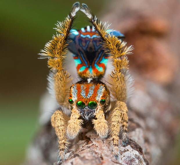 Good morning. Here is a newly discovered peacock spider to cheer us up theguardian.com/environment/20…