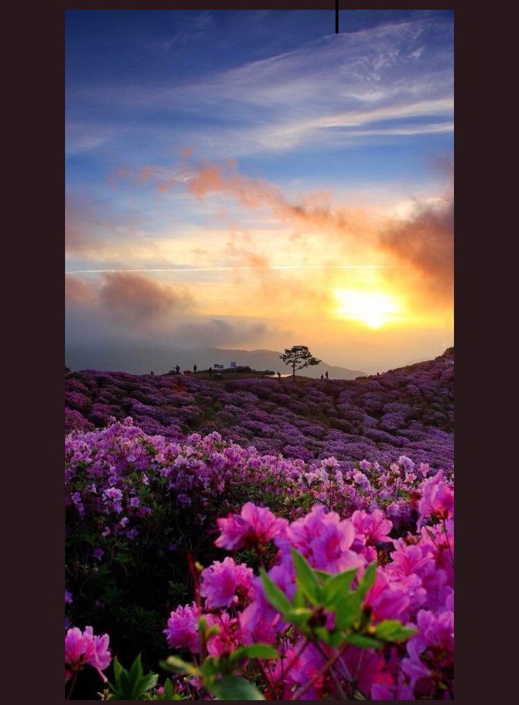 rhoda_mcdowell's tweet photo. Happy Sunday dear friends 💜😊 https://t.co/6HycfDdAW0