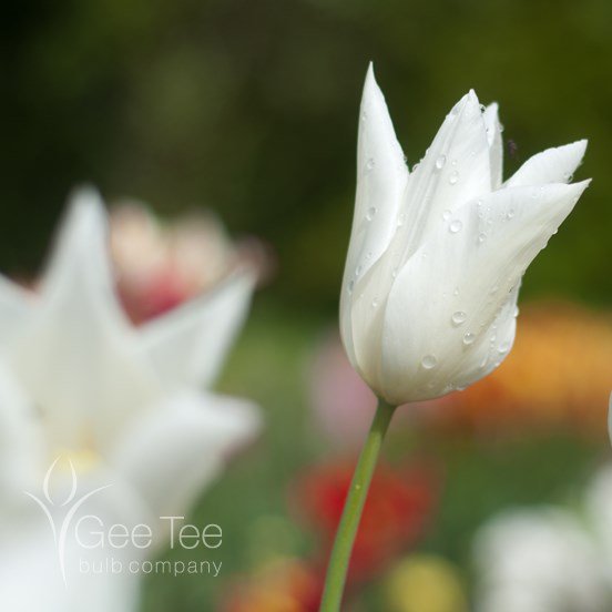 GeeTeeBulbCo's tweet photo. This is one of the Lily Flowered group of #tulips and I'm not that keen on the name really. It doesn't reflect the elegant shape and pure white beauty of this superb Spring flower bulb.
Tulip White Triumphator
https://t.co/OqDJEDn8mk
#Garden #Gardening #bulborder #flowerbulbs https://t.co/EMxJ6RkIFv
