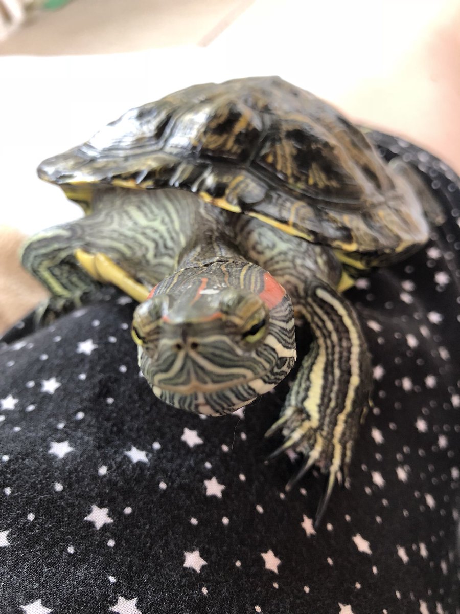 【みどりがめ】 みどりがめ】 爬虫類図鑑 カメ図鑑（ミズガメ）