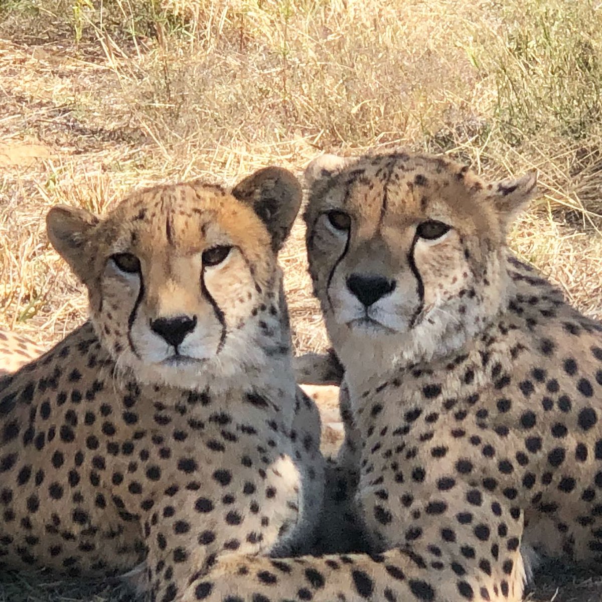 _eyeseeAfrica_'s tweet photo. Brotherly love...
#naankuse #Namibia #escapeexplore #adventuretravel #wildlifephotography https://t.co/rXQJxvTJUe