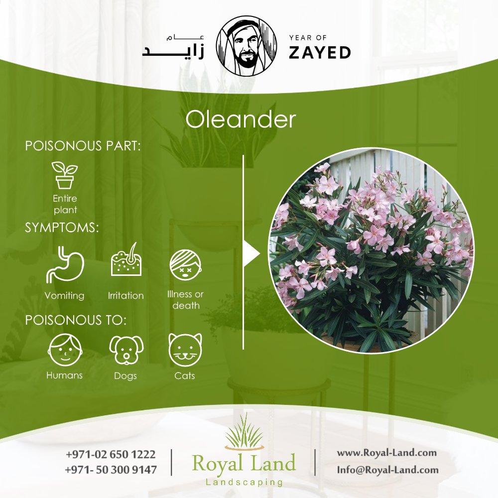 #Toxic #HousePlants #Plants #garden #landscaping #Abudhabi #UAE