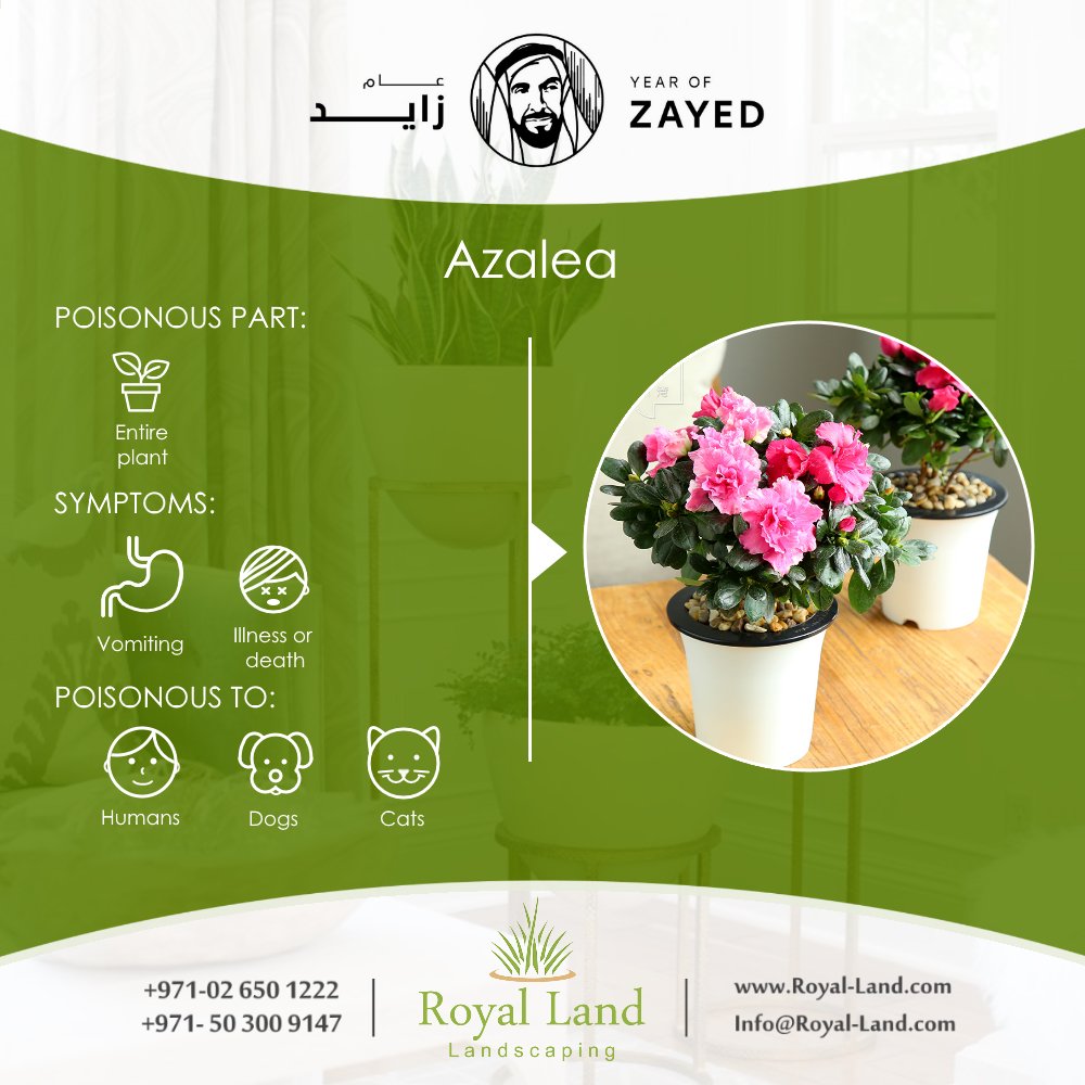 Royal_Land_ae's tweet photo. #Toxic #HousePlants #Plants #garden #landscaping #Abudhabi #UAE https://t.co/m2Gqfk8nFn