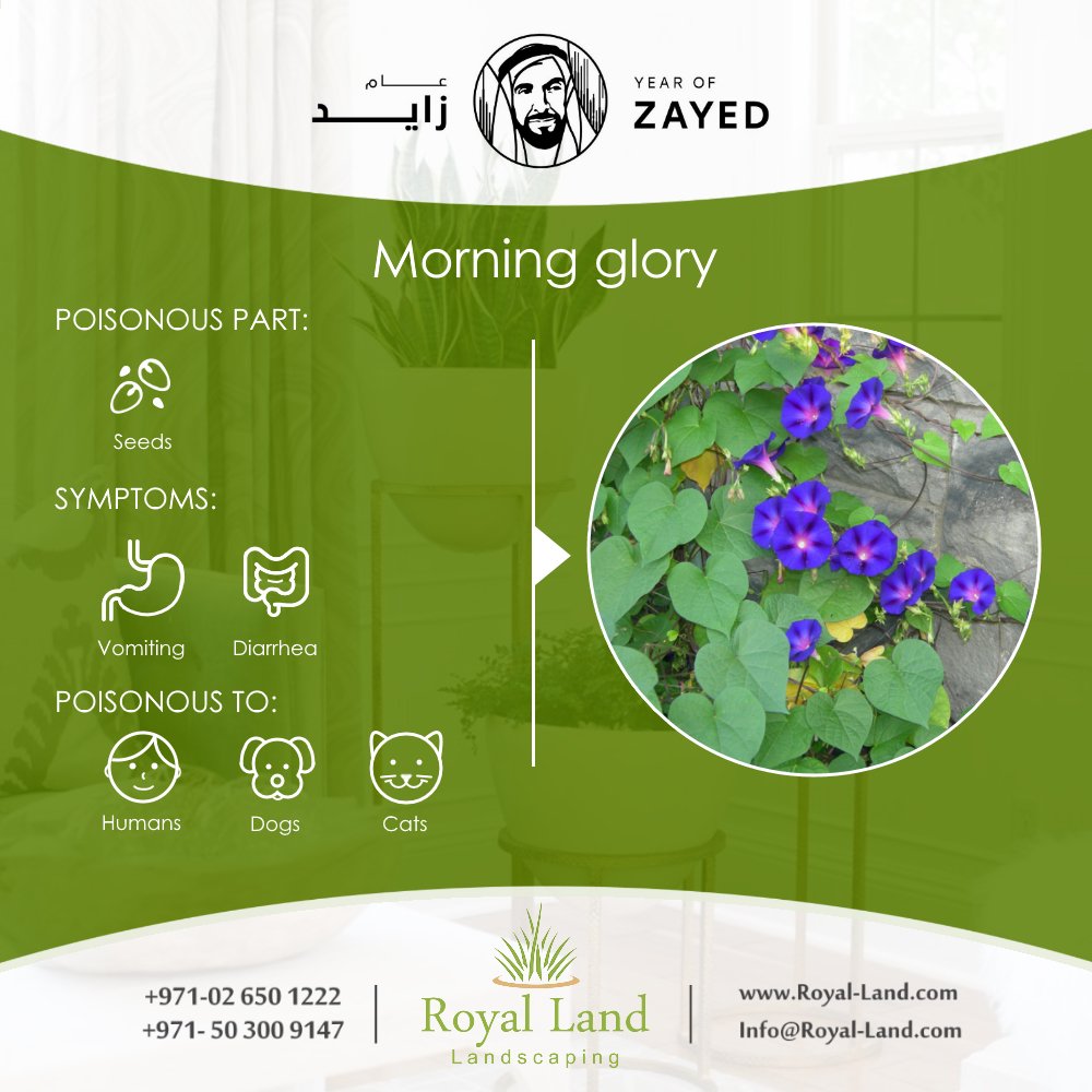 Royal_Land_ae's tweet photo. #Toxic #HousePlants #Plants #garden #landscaping #Abudhabi #UAE https://t.co/m2Gqfk8nFn