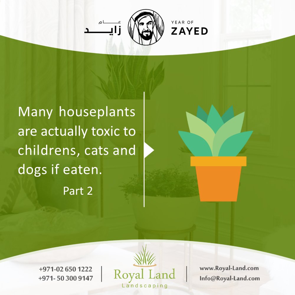 Royal_Land_ae's tweet photo. #Toxic #HousePlants #Plants #garden #landscaping #Abudhabi #UAE https://t.co/hezMsX23o2