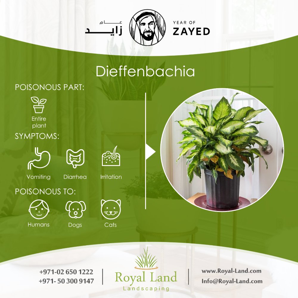 Royal_Land_ae's tweet photo. #Toxic #HousePlants #Plants #garden #landscaping #Abudhabi #UAE https://t.co/hezMsX23o2