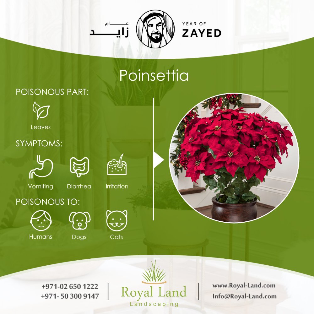 Royal_Land_ae's tweet photo. #Toxic #HousePlants #Plants #garden #landscaping #Abudhabi #UAE https://t.co/hezMsX23o2
