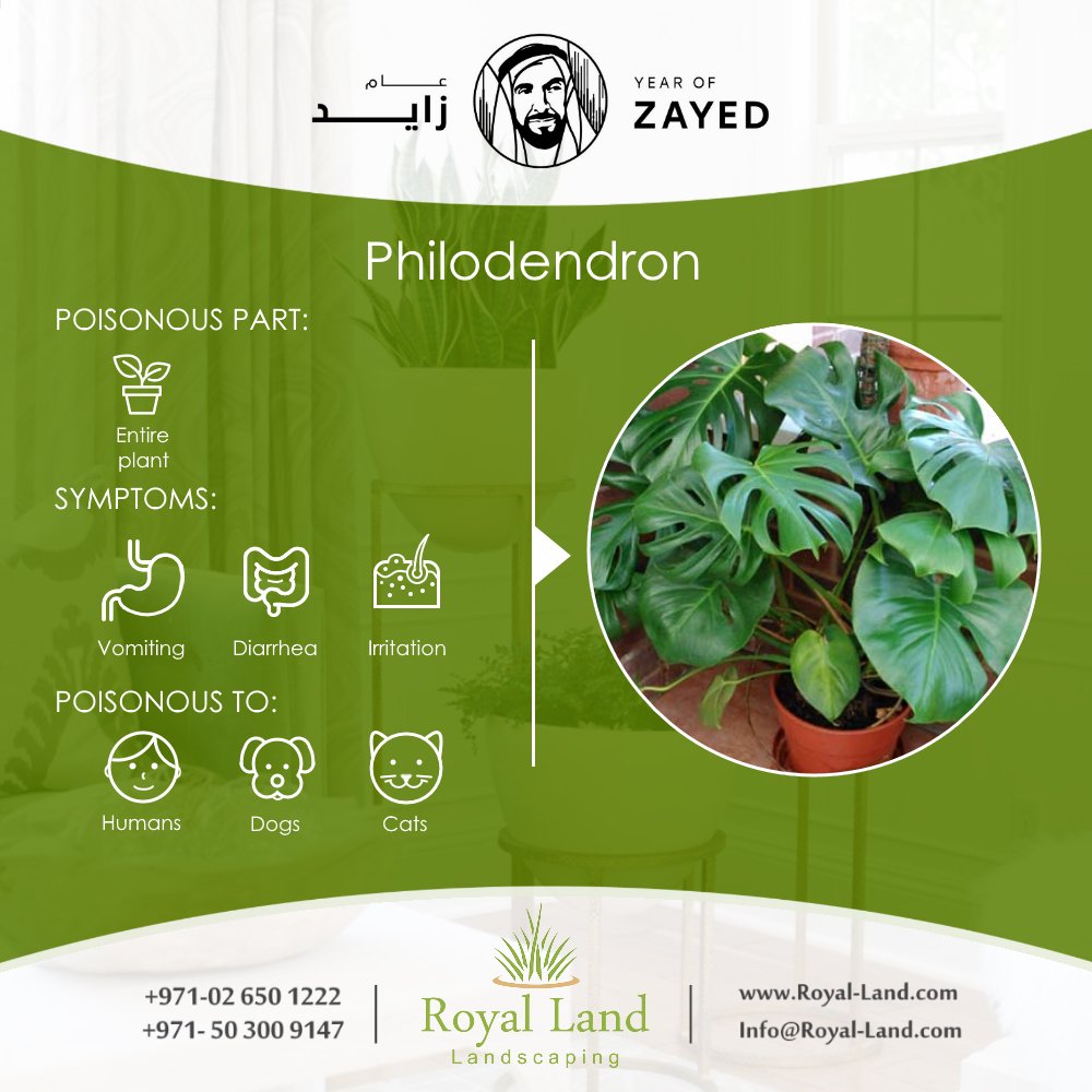 #Toxic #HousePlants #Plants #garden #landscaping #Abudhabi #UAE