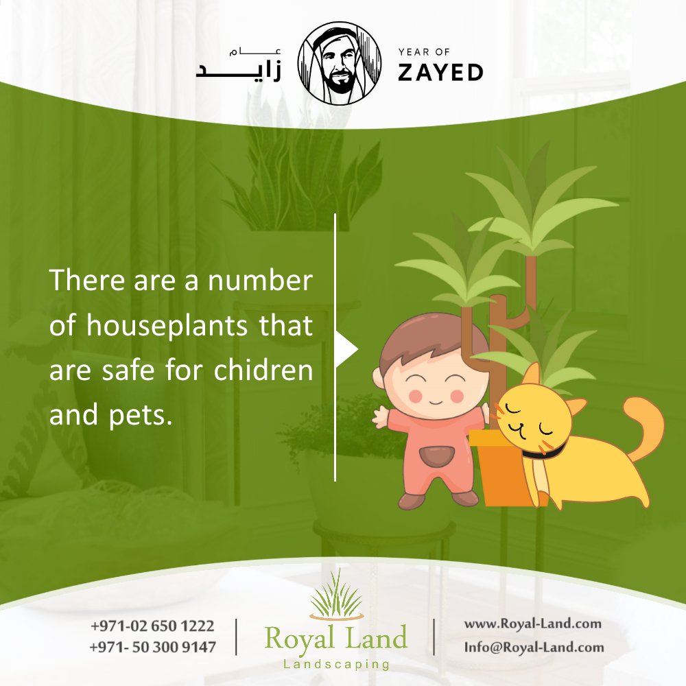 Royal_Land_ae's tweet photo. #Non_toxic #HousePlants #garden #landscaping #Abudhabi #UAE
https://t.co/jn9vTvbdkS https://t.co/m91uVnV96q