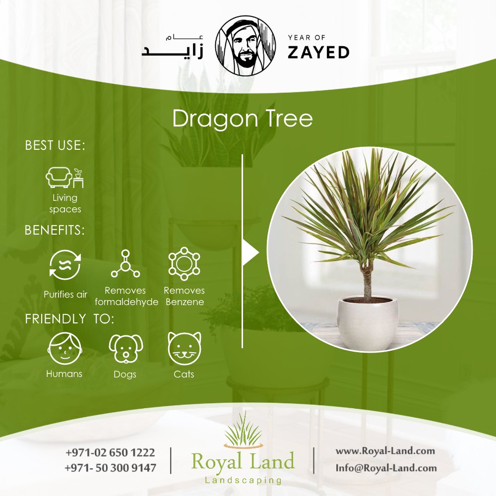 Royal_Land_ae's tweet photo. #Non_toxic #HousePlants #garden #landscaping #Abudhabi #UAE
https://t.co/jn9vTvbdkS https://t.co/m91uVnV96q