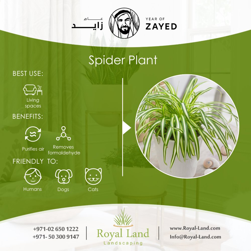 Royal_Land_ae's tweet photo. #Non_toxic #HousePlants #garden #landscaping #Abudhabi #UAE
https://t.co/jn9vTvbdkS https://t.co/m91uVnV96q