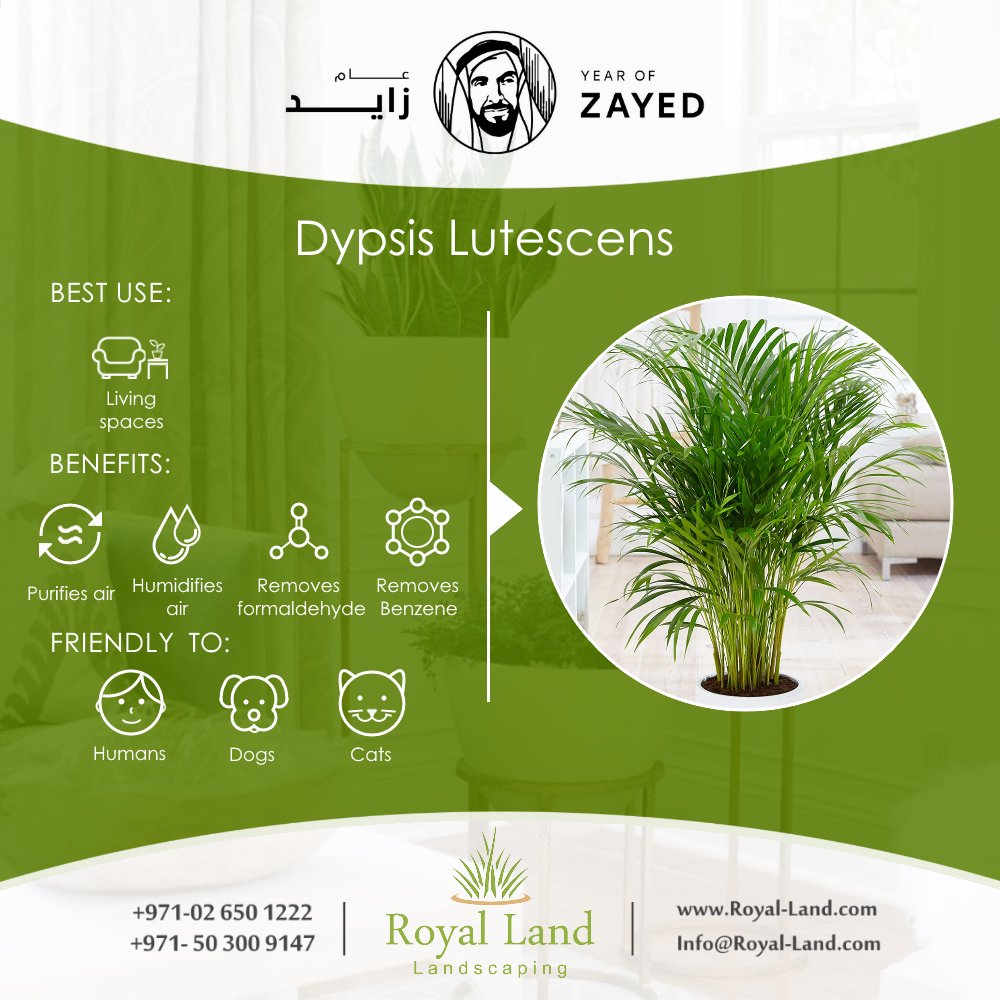 #Non_toxic #HousePlants #garden #landscaping #Abudhabi #UAE
goo.gl/wzK299