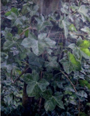' The identity of one’s subject matter is a lifelong quest, inseparable from the development of technique, which in my case is influenced by the need to work at a certain speed within a live natural setting.'
<a href="/pearcenjohn/">John N. Pearce</a> exhibiting at  ‘The Arborealists' show until 4 August.