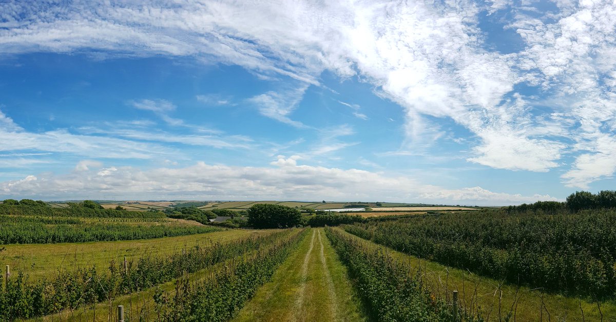 WildseaFruit's tweet photo. #wildsea #farm #localproduce #freshfruit #devon #northdevon #raspberries #ukfruit #fruitfarm #uk #summer #raspberrysplash #foodanddrink https://t.co/P7GVxd87KG