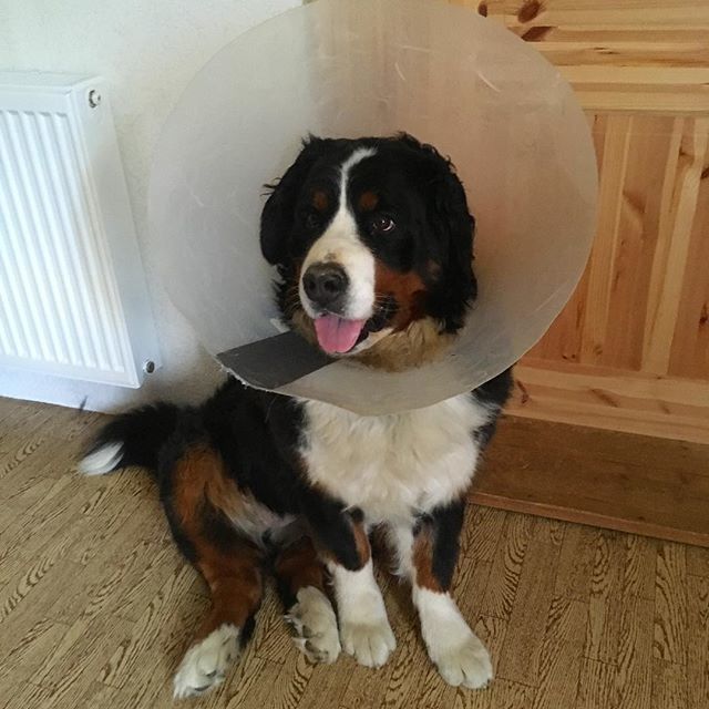 narabernese's tweet photo. That’s my elegant #sunday pose 💁🏻♀️
#happysunday
#dogpose #conedog #sundaypose #bernersennenhund #bernesemountaindoglovers #bmd #bernerlovers #bernese #berneselove #boopmynose #berner #bernesemountaindog #prettydog #thedodo #bernerlove #dailybernes… https://t.co/QsBZ2LGyns https://t.co/aycc3nKOTK